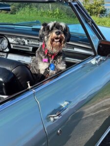 Steves Super Saturday June 7th Cummins 66 convert Guard dog Mica also known as Bentley take your pick